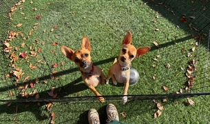 Two chihuahuas looking up from the turf play yard