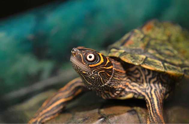 reptile wellness exam