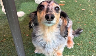 Long haired dachshund looking up at the camera in the play yard