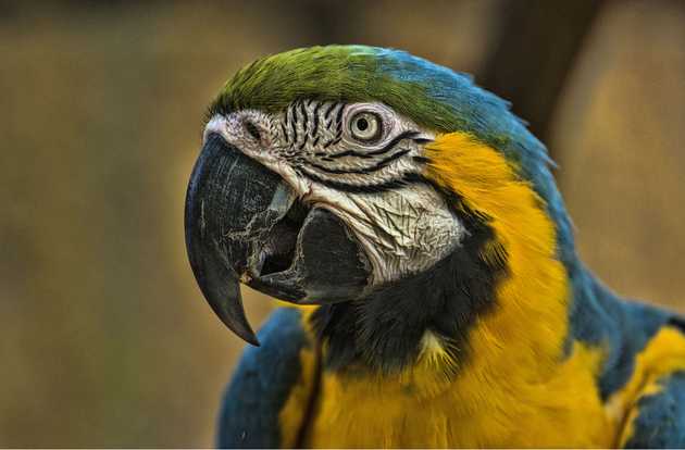 parrot
