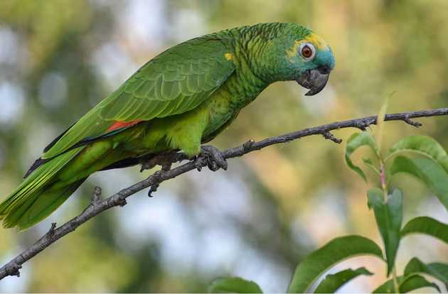 avian