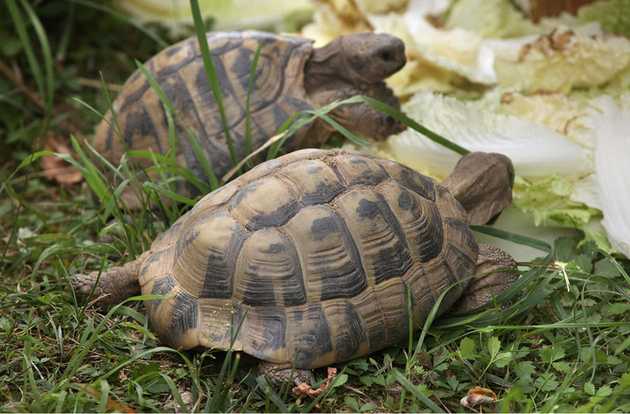 tortoise