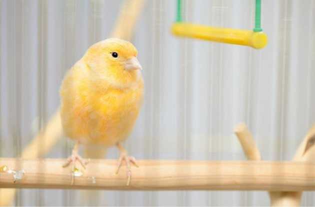bird health check