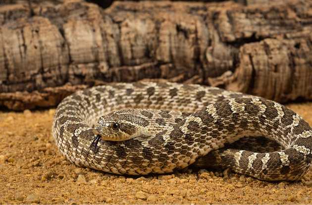 snake