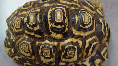 tortoise