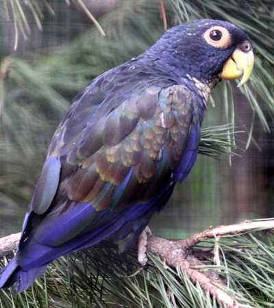 parrot