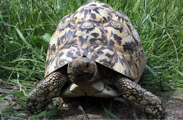 tortoise