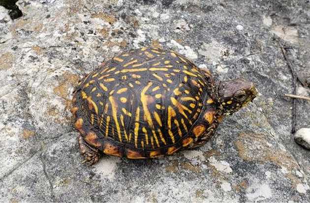 tortoise