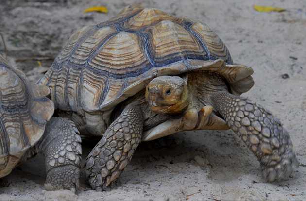 tortoise