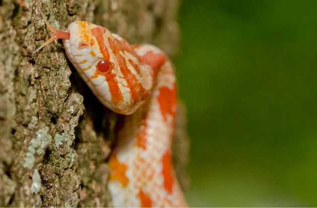 reptile wellness exam