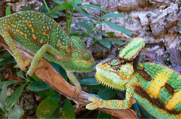 lizard