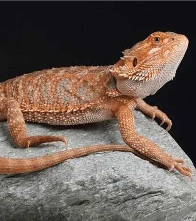 bearded dragon