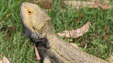 bearded dragon