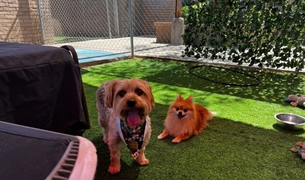 Yorkie in a bandana and a Pomeranian playing together in the yard