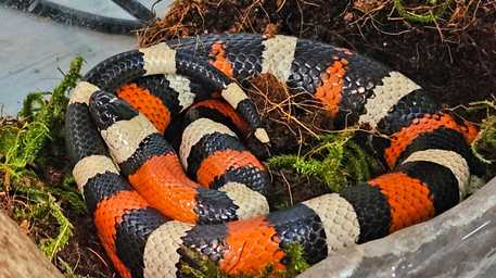 snake