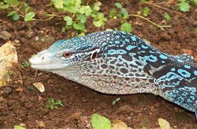 reptile
