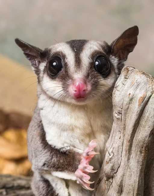exotic pet veterinarian