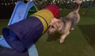 Video of dogs playing around the tunnel in the play yard