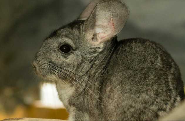 exotic pet veterinarian