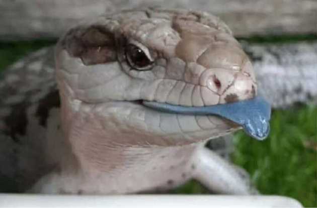 lizard