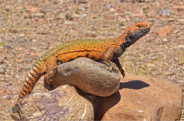 lizard
