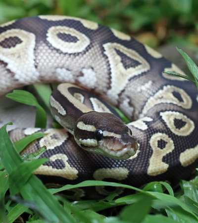 snake