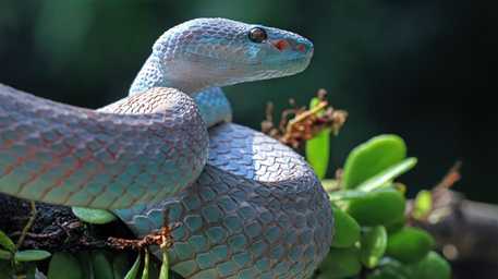 exotic pet veterinarian