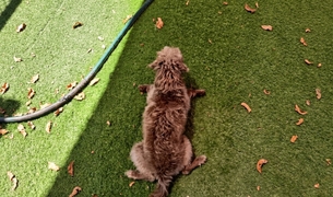 Brown poodle stretched out on the turf in the shade