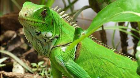 iguana