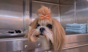 Freshly groomed Shih Tzu wearing an orange bow in the grooming tub