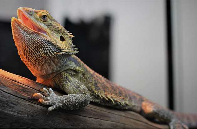 bearded dragon