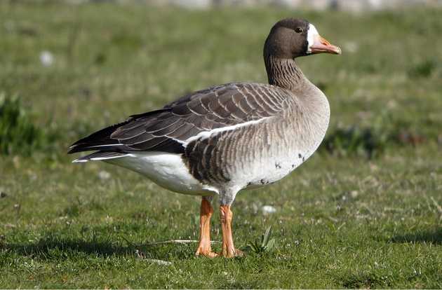 bird health check