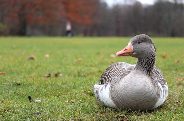 avian