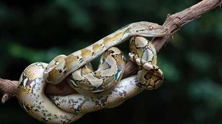 exotic animal
