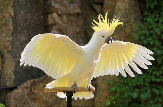parrot
