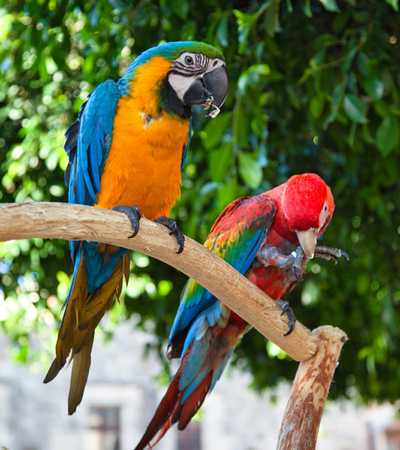 exotic pet veterinarian