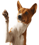 Country Club Animal Clinic