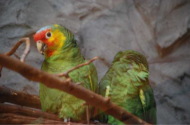 avian