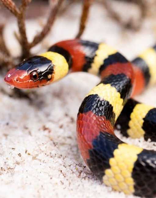 reptile