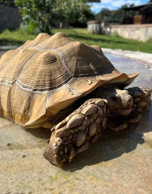 tortoise