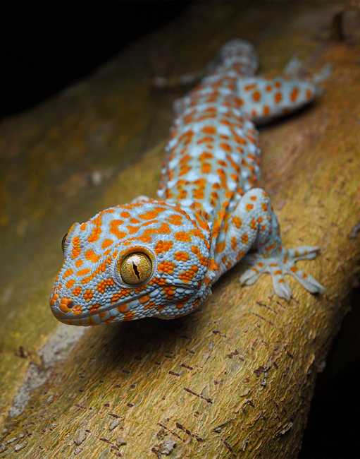 lizard