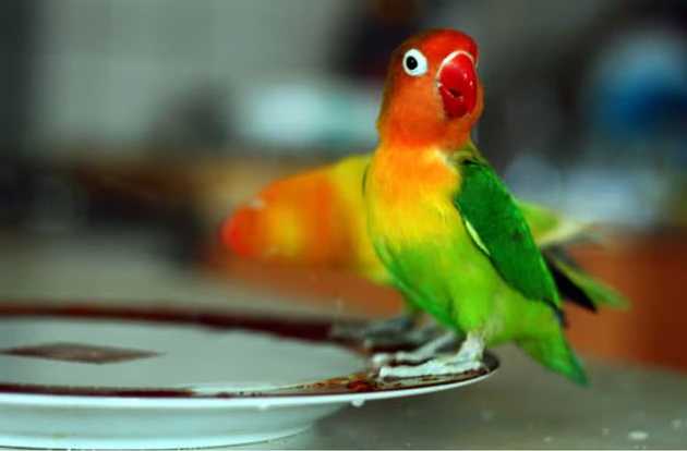 bird health check