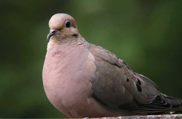 avian