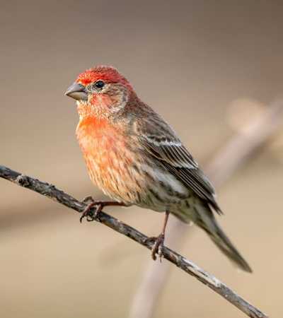avian