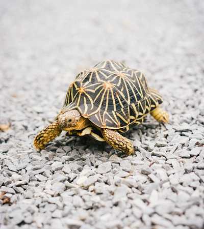 exotic animal