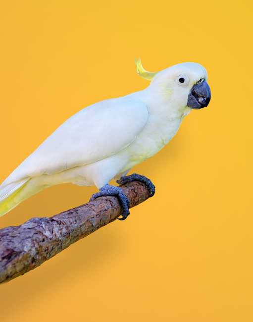 exotic animal