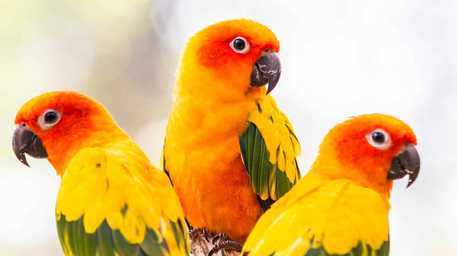 bird health check