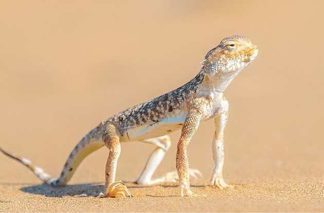 iguana