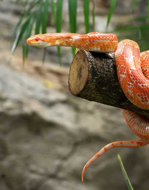 snake
