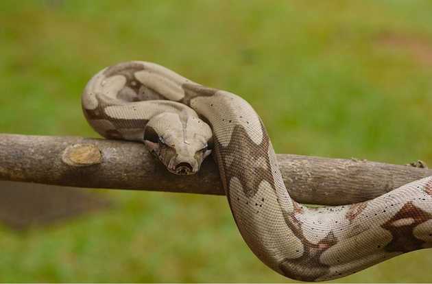 snake